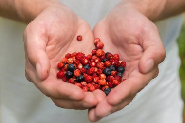 Mens tutuşun Karpuzu yaban çilekleri ve yaban mersini ellerini avuç içi