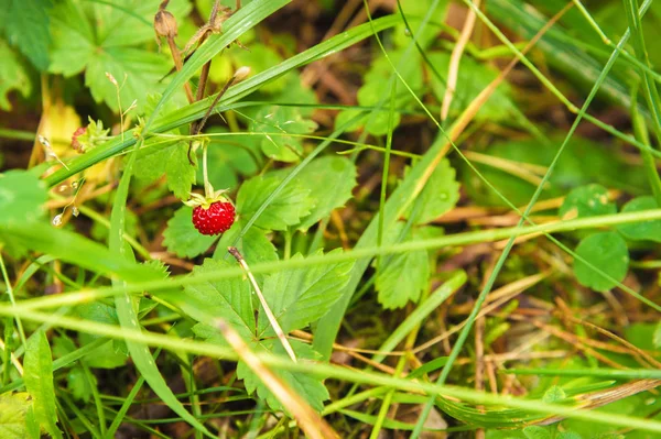 bir vahşi ormanda güzel yabani çilek
