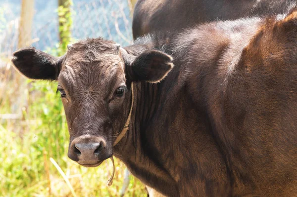コーカサスの若い子牛のクローズ アップ — ストック写真