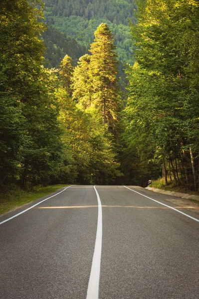 otoyol dağlarda ormanın içinden geçer