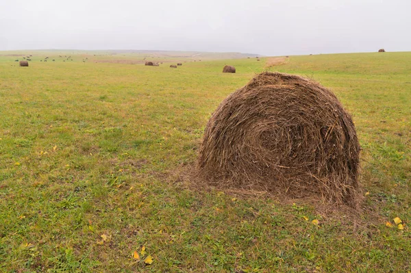 Okrągłe haystack na pochyłym zielony pole przy pochmurnej pogodzie — Zdjęcie stockowe