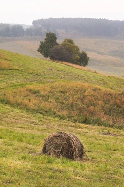 Καλοκαιρινό τοπίο λοξό πεδίων του Καυκάσου με κυλινδρικά δεμάτια του σανού — Φωτογραφία Αρχείου