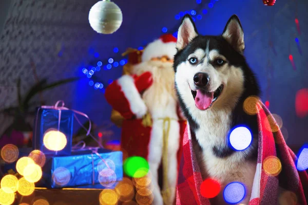 Das erwachsene Husky-Männchen in eine karierte rote Decke gehüllt, umgeben von Lichterketten und Weihnachtsspielzeug - Kugeln warten auf ein neues Jahr — Stockfoto
