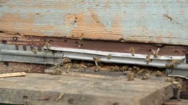 Bal arıları açılış yatılı panoları ve polen toplamak için uçan geri bir pasik üzerinde.