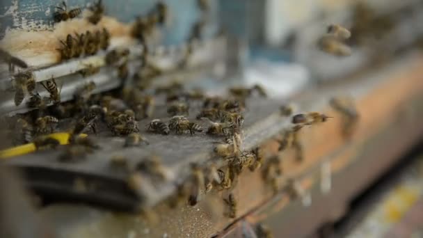 Bijen op een pasik landing op internaat boards en vliegen terug naar het verzamelen van stuifmeel. — Stockvideo