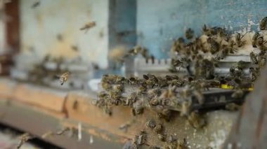Bal arıları açılış yatılı panoları ve polen toplamak için uçan geri bir pasik üzerinde.