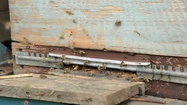 Honigbienen auf einem Pasik landen auf Bord und fliegen zurück, um Pollen zu sammeln. — Stockvideo