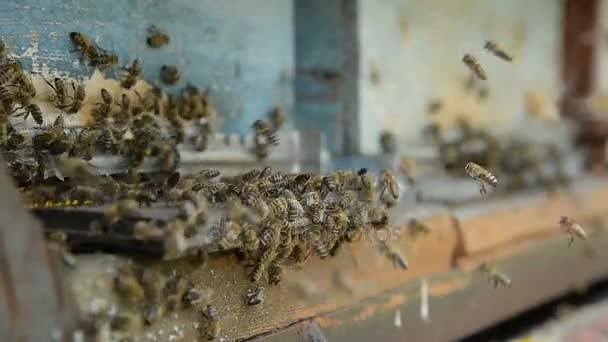 Abelhas mel em um pasik pousando em pranchas de embarque e voando de volta para coletar pólen . — Vídeo de Stock