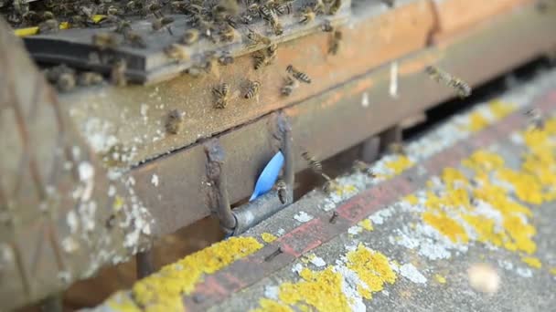 Honigbienen auf einem Pasik landen auf Bord und fliegen zurück, um Pollen zu sammeln. — Stockvideo