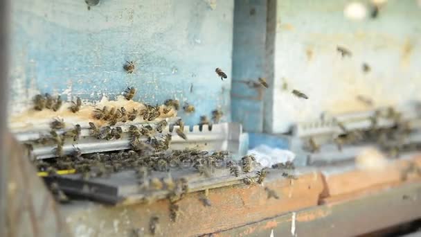 Abejas melíferas en un pasik aterrizaje a bordo y volando de vuelta para recoger el polen . — Vídeo de stock