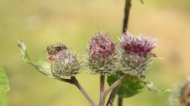 Abeille à miel recueille du pollen pour le miel sur une fleur pourpre-rouge . — Video