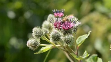 Bal arısı bal polen mor-kırmızı çiçek üzerinde toplar..
