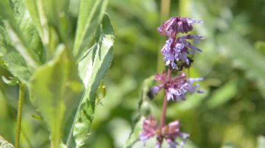 Bal arısı uçar ve polen bal için bir mor-kırmızı çiçek toplayan.