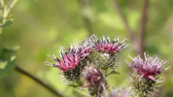 Pszczoła miodna zbiera pyłek dla miodu na kwiat purpurowy czerwony. — Wideo stockowe