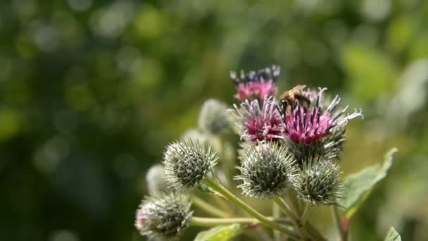 Honey bee collects pollen for honey on a purple-red flower. — Stock Video