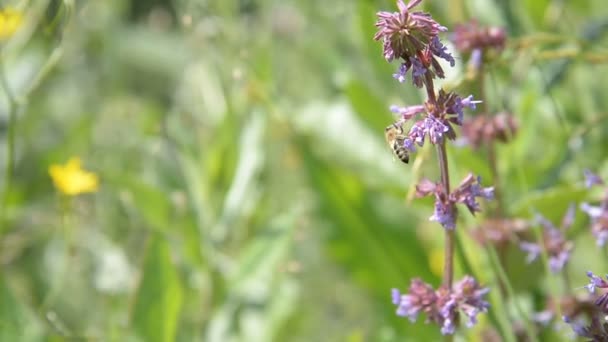 De honingbij vliegt en verzamelt stuifmeel voor honing op een bloem paars-rood. — Stockvideo