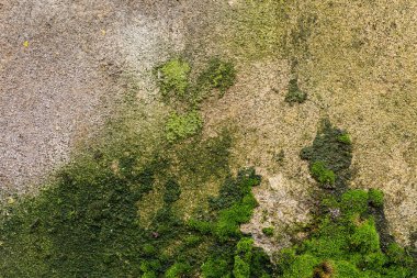 Nem yeşil mantar, küf ve yeşil yosun şeklinde izleri ile döşenmiş bir duvarından dokulu arka plan. Macun kapak çimento yüzeyi yüzey kaplama boyalı. Kirli macun ve kahverengi duvar. ,