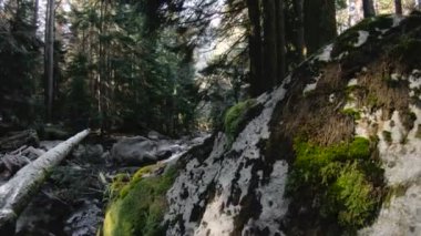 İğne yapraklı orman doğası. Bir iğne yapraklı orman içinde akan nehir panorama dağ. Bakışları kadar ağaçlar ve gökyüzü üzerinde döner. Düşük anahtar 60 Fps ağır çekim. GoPro 6 Siyah Üç eksenli ile