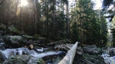 İğne yapraklı orman doğası. Bir iğne yapraklı orman içinde akan nehir panorama dağ. Bakışları kadar ağaçlar ve gökyüzü üzerinde döner. Düşük anahtar 60 Fps ağır çekim. GoPro 6 Siyah Üç eksenli ile