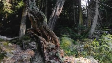 İğne yapraklı orman doğası. İğne yapraklı orman uçan bir yosun üzerinde güneş ışınları ile ağaçları arasında Bahar. Düşük anahtar 60 Fps ağır çekim. GoPro 6 Siyah Üç eksenli antimikrobiyal sabitleyici ile