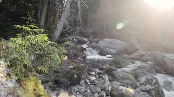 İğne yapraklı orman doğası. Bir iğne yapraklı orman içinde akan nehir panorama dağ. Bakışları kadar ağaçlar ve gökyüzü üzerinde döner. Düşük anahtar 60 Fps ağır çekim. GoPro 6 Siyah Üç eksenli ile — Stok video
