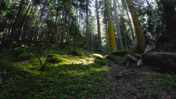 The nature of the coniferous forest. Spring coniferous forest flying over a moss between trees with sun rays. Low key 60 FPS slow motion. GoPro 6 Black with a three-axis antimicrobial stabilizer — Stock Video