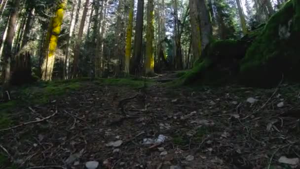 La natura della foresta di conifere. La foresta di conifere di primavera che vola sopra un muschio tra alberi con raggi di sole. Low key 60 FPS rallentatore. GoPro 6 Black con stabilizzatore antimicrobico a tre assi — Video Stock