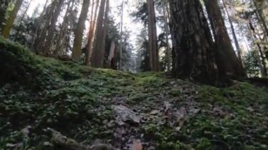 İğne yapraklı orman doğası. İğne yapraklı orman uçan bir yosun üzerinde güneş ışınları ile ağaçları arasında Bahar. Düşük anahtar 60 Fps ağır çekim. GoPro 6 Siyah Üç eksenli antimikrobiyal sabitleyici ile