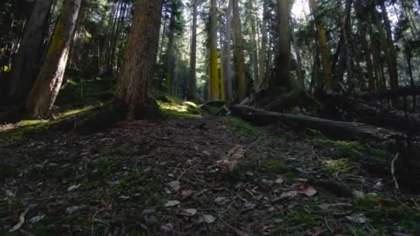 La naturaleza del bosque de coníferas. Bosque de coníferas de primavera volando sobre un musgo entre árboles con rayos de sol. Tecla baja 60 FPS cámara lenta. GoPro 6 Negro con estabilizador antimicrobiano de tres ejes — Vídeos de Stock