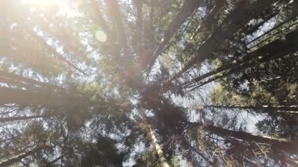 Η φύση των κωνοφόρων δασών. Περιστρεφόμενη βλέμμα επάνω σε δέντρα και ουρανό. Χαμηλό βασικό 60 Fps, αργή κίνηση. GoPro 6 Black με σταθεροποιητή αντιμικροβιακή τριών αξόνων — Αρχείο Βίντεο