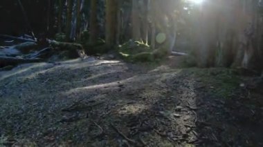 İğne yapraklı orman doğası. İğne yapraklı orman uçan bir yosun üzerinde güneş ışınları ile ağaçları arasında Bahar. Düşük anahtar 60 Fps ağır çekim. GoPro 6 Siyah Üç eksenli antimikrobiyal sabitleyici ile