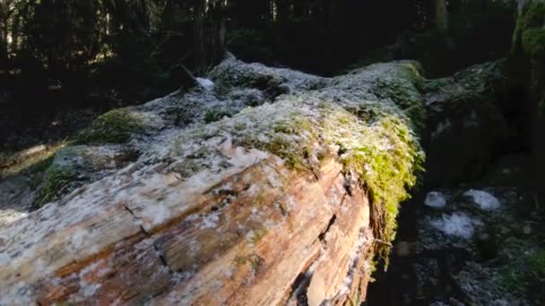 La naturaleza del bosque de coníferas. Bosque de coníferas de primavera volando sobre un musgo entre árboles con rayos de sol. Tecla baja 60 FPS cámara lenta. GoPro 6 Negro con estabilizador antimicrobiano de tres ejes — Vídeo de stock