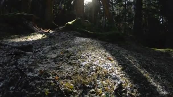 Een actieve gezonde hipster meisje-fotograaf met een camera in haar handen loopt door het bos. Achteraanzicht van een wandelende meisje lopen door het bos. Lage sleutel 60 Fps slow-motion. GoPro 6 zwart met — Stockvideo