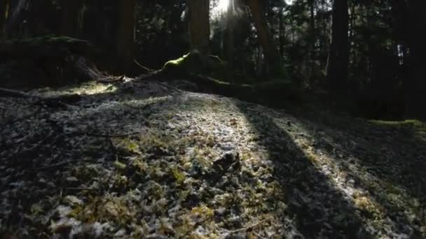 Aktivní zdraví bokovky dívka fotograf s kamerou v ruce procházky lesem. Zadní pohled na chodící dívku v lese. Nízké klíč 60 Fps slow motion. GoPro 6 černá s — Stock video