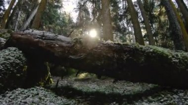 İğne yapraklı orman doğası. İğne yapraklı orman uçan bir yosun üzerinde güneş ışınları ile ağaçları arasında Bahar. Düşük anahtar 60 Fps ağır çekim. GoPro 6 Siyah Üç eksenli antimikrobiyal sabitleyici ile