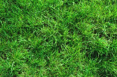 Kültürsüz vahşi yeşil çim close-up. Yukarıdan görüntüleyin. Yeşil sulu çim arka plan bahar ve yaz için
