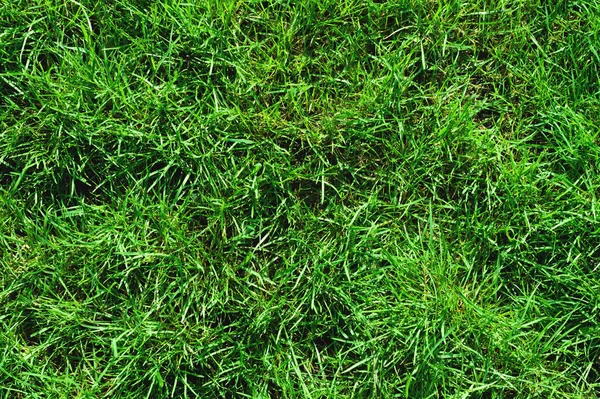 Detail z neobdělávané divoké zelený trávník. Pohled shora. Pozadí zelené šťavnaté trávy pro jaro a léto — Stock fotografie