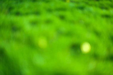 Arka plan rüya bokeh yaprak güneşli gün arka plan kavramı modern Eko bahar başlık dekorasyon Hıristiyan kartı için bulanıklık. taze bio yeşil doku. Sulu yeşil bir arka plan bahar ya da yaz için