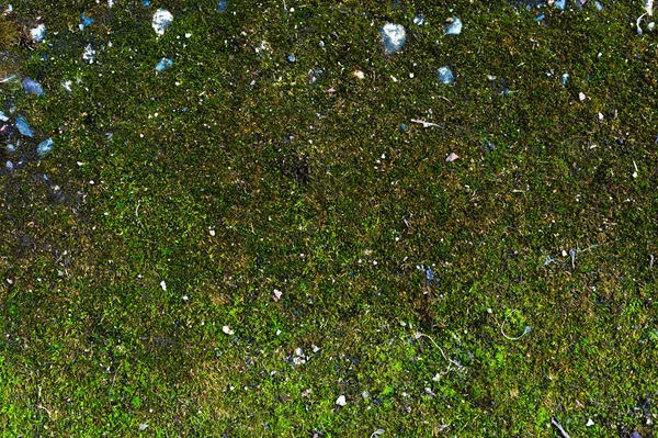 Primo piano di uno sfondo di primavera di superficie di asfalto della terra coperta di muschio verde succoso. Superficie verde muschiata con aspersione di pietre e piccoli detriti — Foto Stock