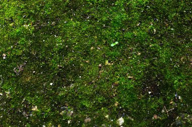 Bir bahar arka plan asfalt Dünya yüzeyinin Close-Up sulu yeşil yosun kaplı. Taşlar ve küçük enkaz yağmurlama ile yeşil yosunlu yüzey