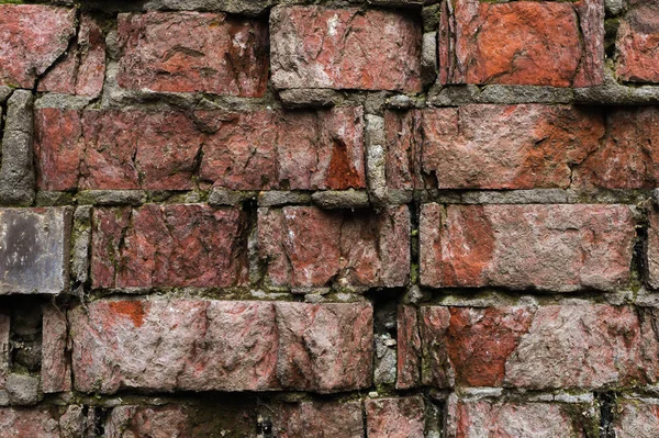 Grunge background Old brick wall weathered and falling apart. The cement interlayers between the bricks were covered with green moss. Impact of moisture on brick buildings — Stock Photo, Image