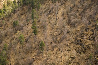 Karışık orman. Dağda ilkbahar. Arka plan.