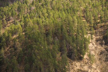 Karışık orman. Dağda ilkbahar. Arka plan.