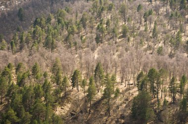 Karışık orman. Dağda ilkbahar. Arka plan.