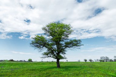 Manzara yalnız yeşil meşe ağaç bahar mavi gökyüzü arka plan beyaz bulutlar ve güneş ışınlarına karşı yemyeşil çim yeşil alan. Ekoloji kavramı
