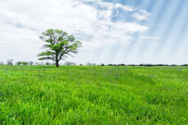 Manzara yalnız yeşil meşe ağaç bahar mavi gökyüzü arka plan beyaz bulutlar ve güneş ışınlarına karşı yemyeşil çim yeşil alan. Ekoloji kavramı