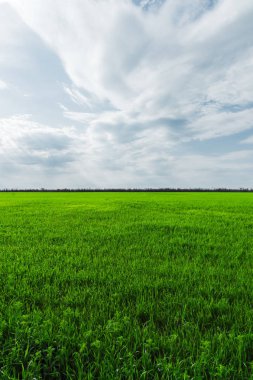 Yeşil çimen ya da buğday alan ve desenleri Bulutların arasından bir mavi gökyüzü manzara görüntüsü. Ekoloji ve bahar huzur kavramı