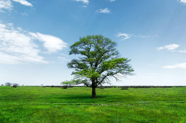 Spring landscape lonely green oak tree on a green field of lush grass against a blue sky background of sun rays and white clouds. The concept of ecology