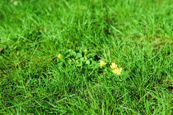 Άνοιξη-καλοκαίρι στο παρασκήνιο μερικά κίτρινα λουλούδια σε ένα φωτεινό πράσινο γρασίδι — Φωτογραφία Αρχείου