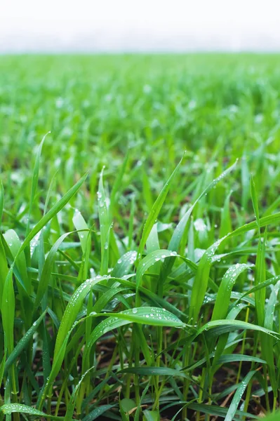 Premier plán-zöld levelek fiatal búza tavaszi búza mezőben. Közeli kép: reggeli harmat elhagyja a búza levelek — Stock Fotó